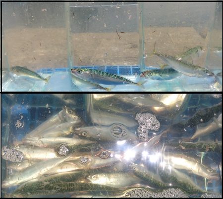 タコと小アジの予定が。。。