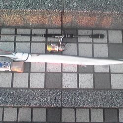 シーバス→×　ダツ→○