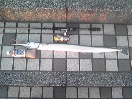 シーバス→×　ダツ→○