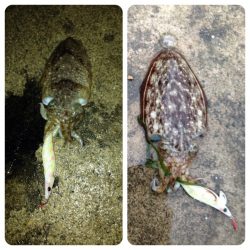 まさかのトビウオ