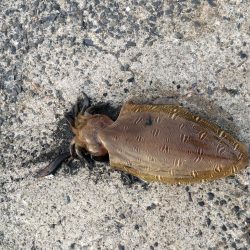 コウイカですか＞＜