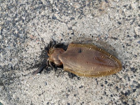 コウイカですか＞＜