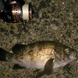 加太周辺のシャローメバリング