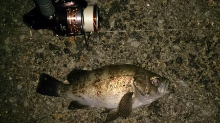 加太周辺のシャローメバリング