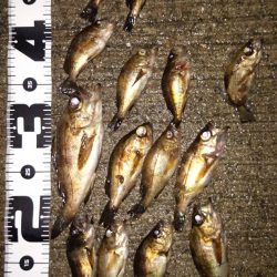 久々の2桁メバル