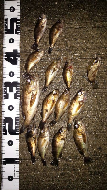 久々の2桁メバル