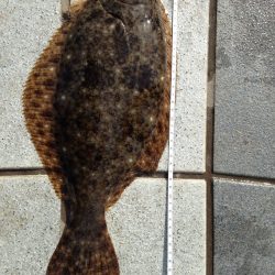 和歌山マリーナにて、ヒラメにマゴチGET！！