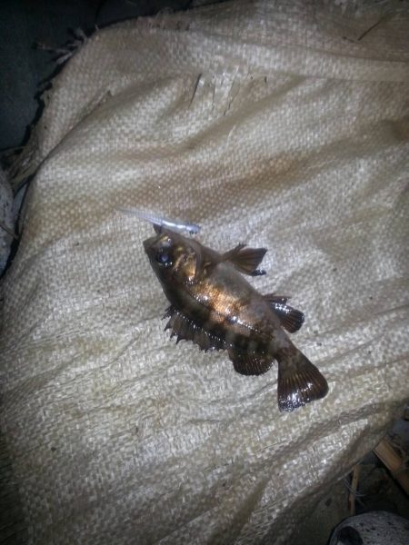 今年初のメバリング!!!