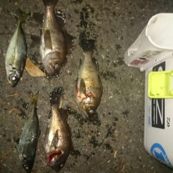 厳しい中でのアジング