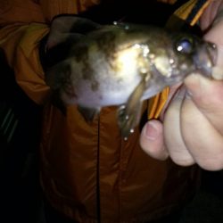 子メバルばかり