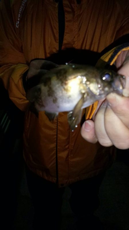 子メバルばかり