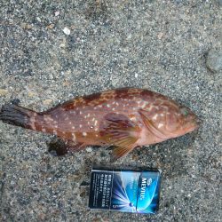 癒しのガシラが・・・