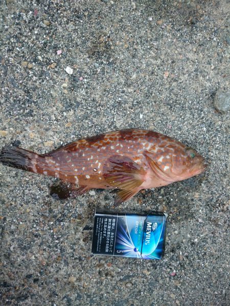 癒しのガシラが・・・