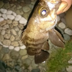 アジとは遭遇せず