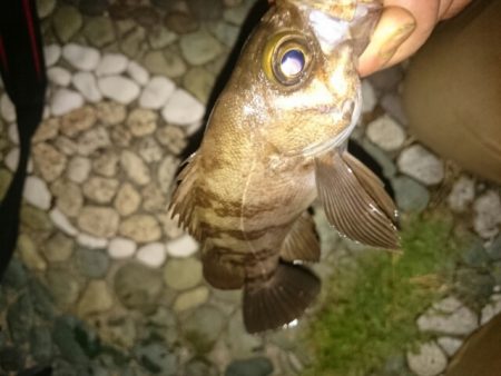 アジとは遭遇せず