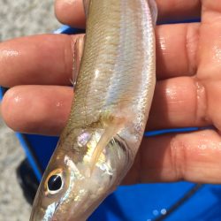 気合い入れて早朝から