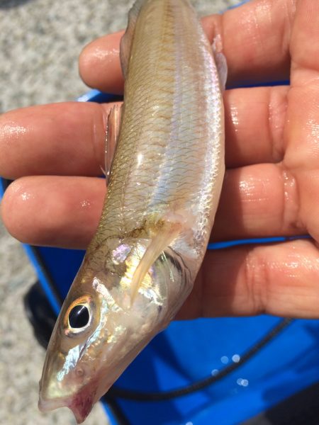 気合い入れて早朝から