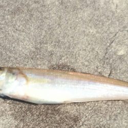 淡路島でお手軽キッシング！！