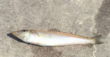 淡路島でお手軽キッシング！！