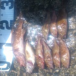 今年の初アコウGet! ♪