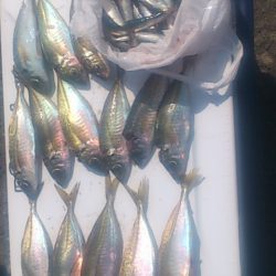 秋口サイズのアジGet!