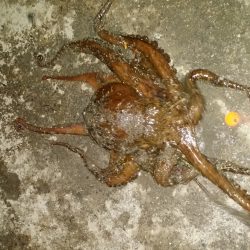 まさかのタコ(笑)