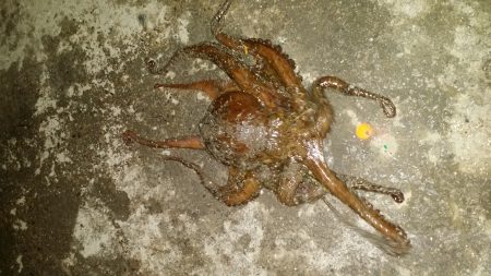 まさかのタコ(笑)