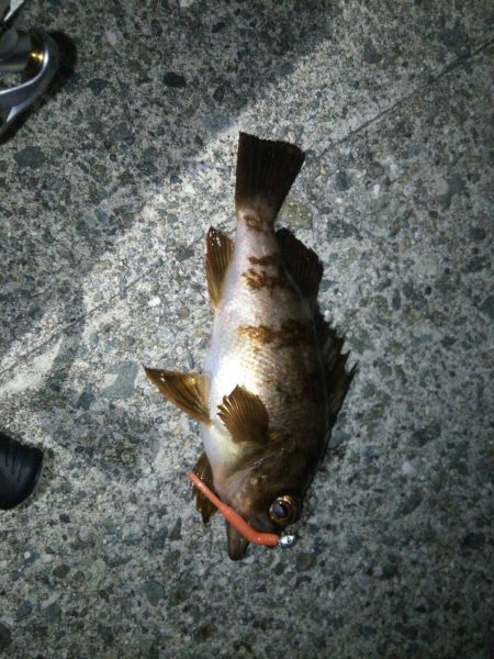 洲本でメバリング!!