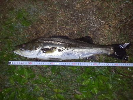 65 55 55シーバス３連チャン