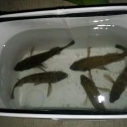 イカはまだの様子