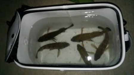 イカはまだの様子