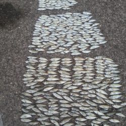 初心に戻ってサビキ