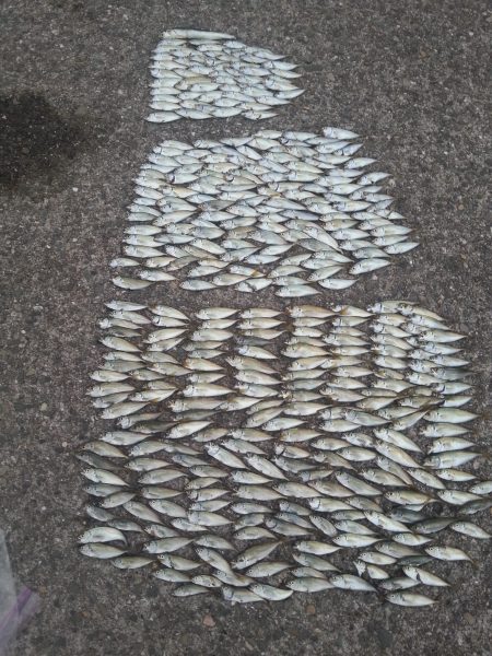 初心に戻ってサビキ