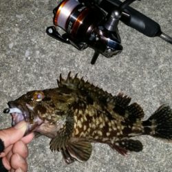 アジ調査からのロック