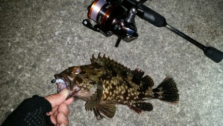 アジ調査からのロック