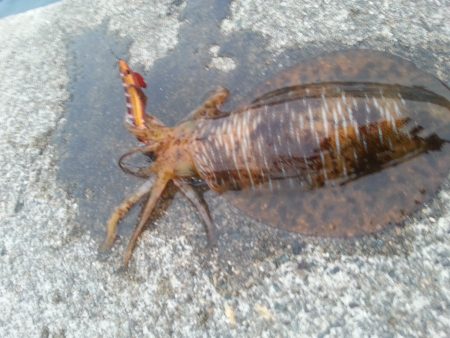 やっぱり…アオリイカ1