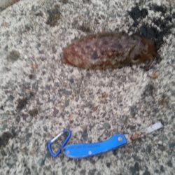 やっぱり…コウイカ3