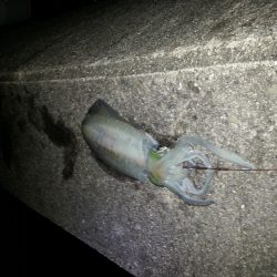 ひとつだけ……………。