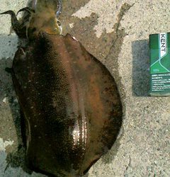 逢井漁港で初★アオリ980g