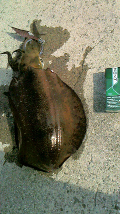 逢井漁港で初★アオリ980g