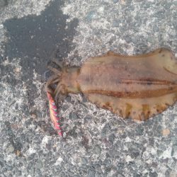 やっぱり…アオリイカ2