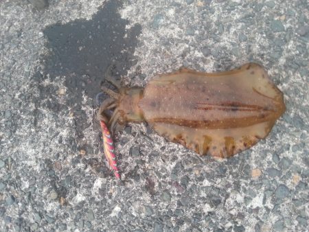 やっぱり…アオリイカ2