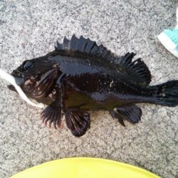 北公園メバリング2