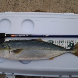 リベンジ釣行　なんとか1本