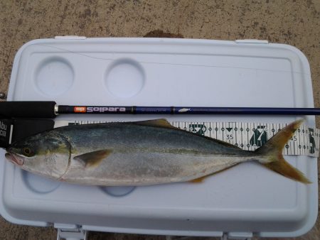 リベンジ釣行　なんとか1本