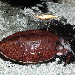 とりあえずコウイカ