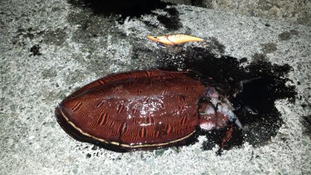 とりあえずコウイカ