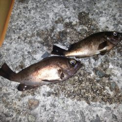 久々メバリング