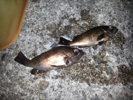 久々メバリング