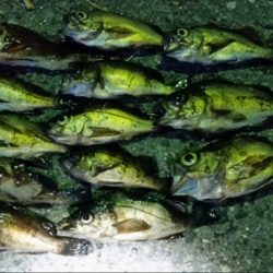 アタリは、あるのですが…